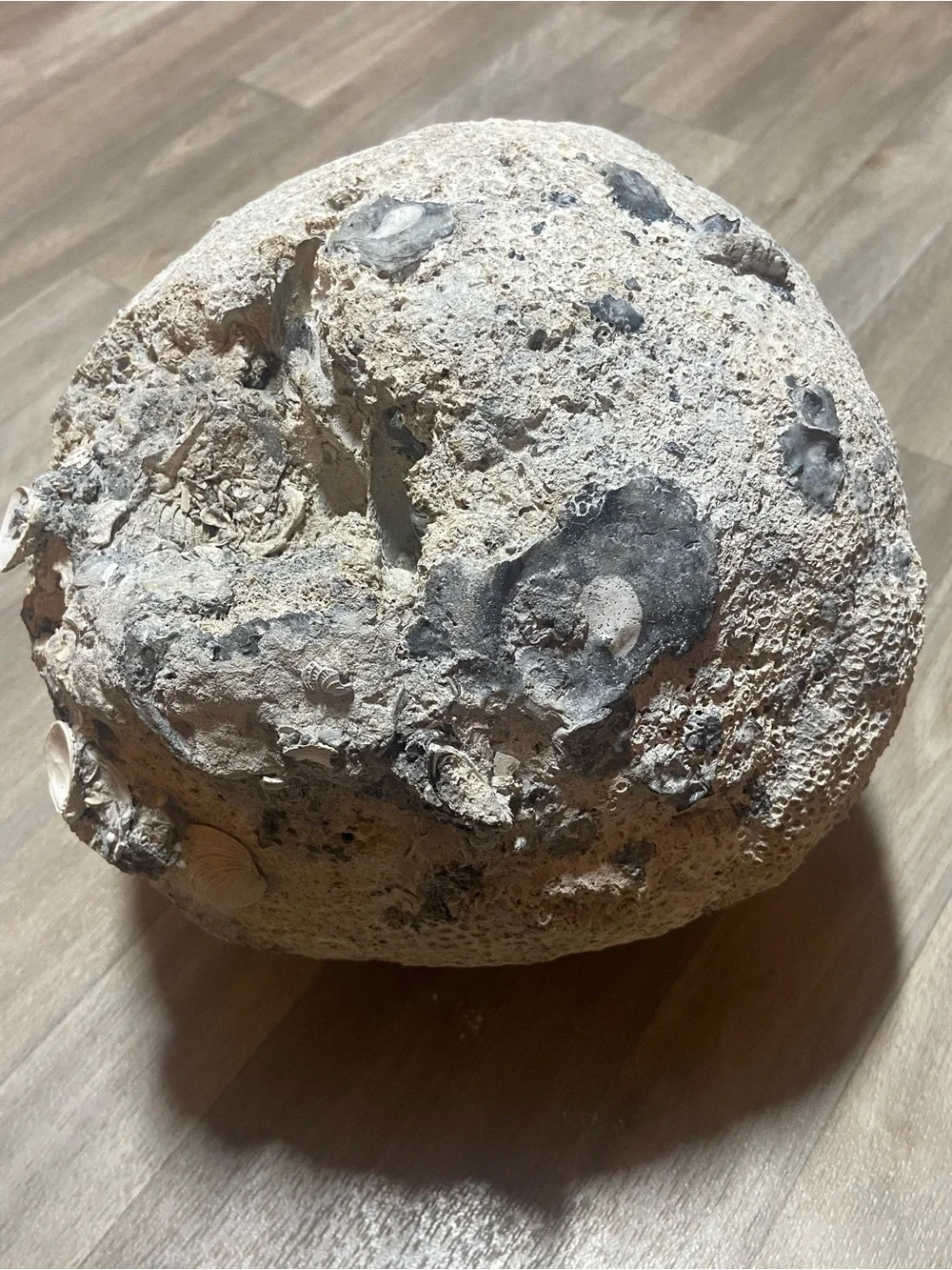Natural Brain Coral Ocean Fossil Decor  13lbs 6oz 30in Around Uncleaned